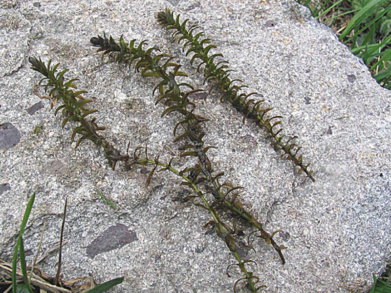 Elodea canadensis Michx. / Peste d''acqua comune